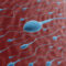 L'asthénospermie est une anomalie de la fertilité masculine caractérisée par une mobilité insuffisante des spermatozoïdes. Pour qu'une fécondation puisse avoir lieu, les spermatozoïdes doivent être capables de se déplacer efficacement vers l'ovule. Lorsque cette 