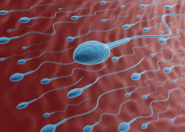 L'asthénospermie est une anomalie de la fertilité masculine caractérisée par une mobilité insuffisante des spermatozoïdes. Pour qu'une fécondation puisse avoir lieu, les spermatozoïdes doivent être capables de se déplacer efficacement vers l'ovule. Lorsque cette "vigueur" fait défaut, la conception devient difficile. Si vous cherchez comment traiter naturellement l'asthénospermie, sachez que la pharmacopée traditionnelle offre des solutions puissantes pour revitaliser la semence masculine.