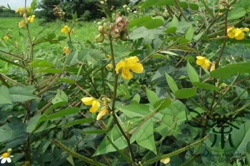 Le kinkeliba (Combretum micranthum) est un arbuste vigoureux originaire des régions sahéliennes d'Afrique de l'Ouest. Surnommé "la plante de longue vie", il occupe une place royale dans la pharmacopée traditionnelle africaine. Consommé depuis des siècles sous forme d'infusion, il est réputé pour ses propriétés protectrices et purifiantes exceptionnelles. Lorsque l'on s'intéresse aux vertus de la plante kinkeliba pour la guérison et le maintien d'une santé de fer, l'accompagnement d'un expert est essentiel pour en tirer les meilleurs bienfaits.