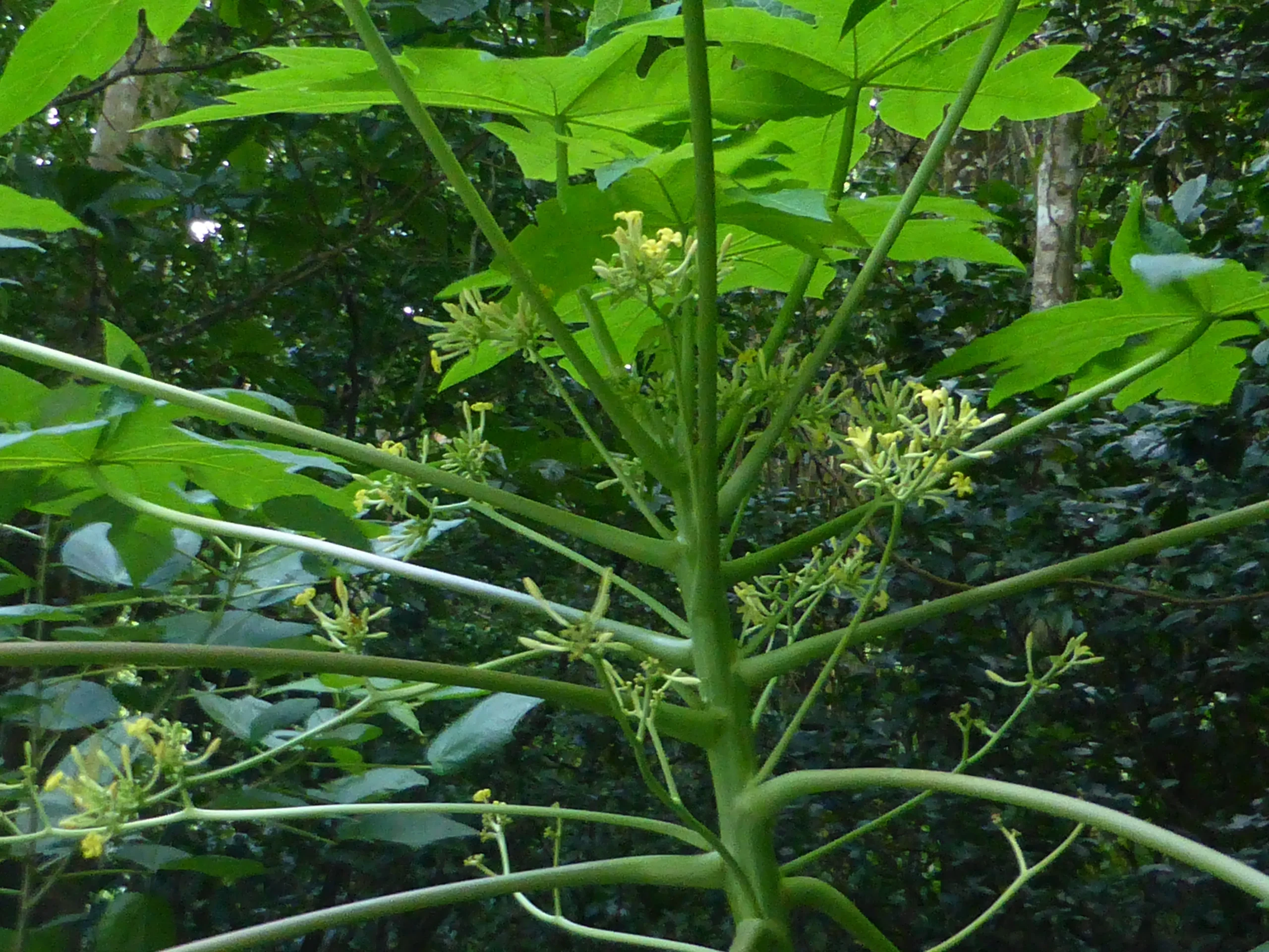 Dans la nature, le papayer (Carica papaya) est un arbre fascinant qui se décline en pieds femelles, pieds hermaphrodites et pieds mâles. Si le grand public connaît bien les fruits savoureux portés par les pieds femelles, la médecine traditionnelle africaine attribue une valeur thérapeutique inestimable aux arbres mâles. Ne portant pas de fruits (hormis de rares exceptions), le papayer mâle concentre toute son énergie vitale dans ses fleurs et ses feuilles. Comprendre les vertus de la feuille de papaye mâle permet de découvrir l'un des secrets les plus puissants de la pharmacopée pour purifier le corps.
