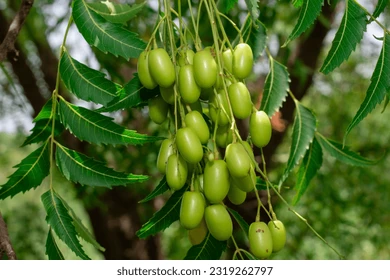 Dans la pharmacopée traditionnelle africaine, certaines plantes possèdent une réputation si puissante qu'elles sont qualifiées de véritables gardiennes de la santé. C'est précisément le cas de l'arbre à quinine, dont le feuillage est utilisé depuis des générations pour nettoyer le sang et fortifier l'organisme. Connue pour son amertume caractéristique, cette plante est un remède de premier choix face aux agressions environnementales et aux baisses de régime. Lorsque l'on cherche à comprendre les vertus du feuille de quinine pour se soigner, l'accompagnement d'un expert est primordial pour maîtriser sa force thérapeutique.