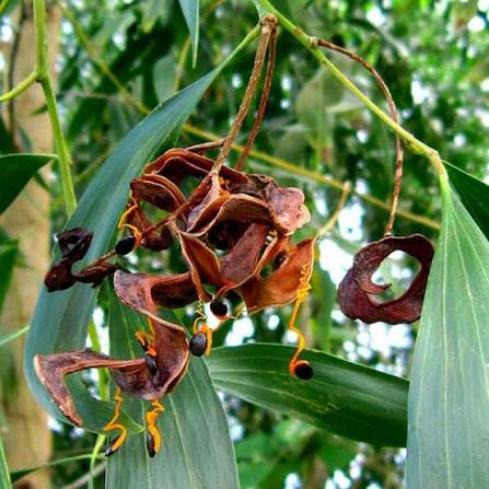 L'acacia (Acacia) est un genre d'arbres et d'arbustes emblématiques des paysages sahéliens et tropicaux. Si sa gomme (la célèbre gomme arabique) et ses écorces sont largement connues, les médecines traditionnelles africaines accordent une place sacrée à ses feuilles. Véritable concentré de principes actifs, ce feuillage est utilisé depuis des millénaires pour soigner une multitude de maux quotidiens, allant des troubles digestifs aux affections cutanées. Pour exploiter pleinement le potentiel des feuilles d'acacia en médecine, l'approche scientifique et éthique d'un praticien est indispensable.