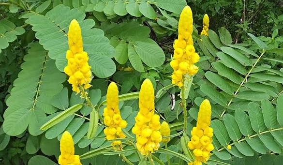 La médecine traditionnelle africaine regorge de secrets thérapeutiques que la science moderne redécouvre chaque jour. Parmi ces trésors végétaux, les feuilles de Cassia alata occupent une place de choix. Souvent qualifiée de "plante miracle", elle est au cœur des recherches et des consultations du Dr Maïssa Traoré, spécialiste reconnu dans la valorisation des remèdes ancestraux.