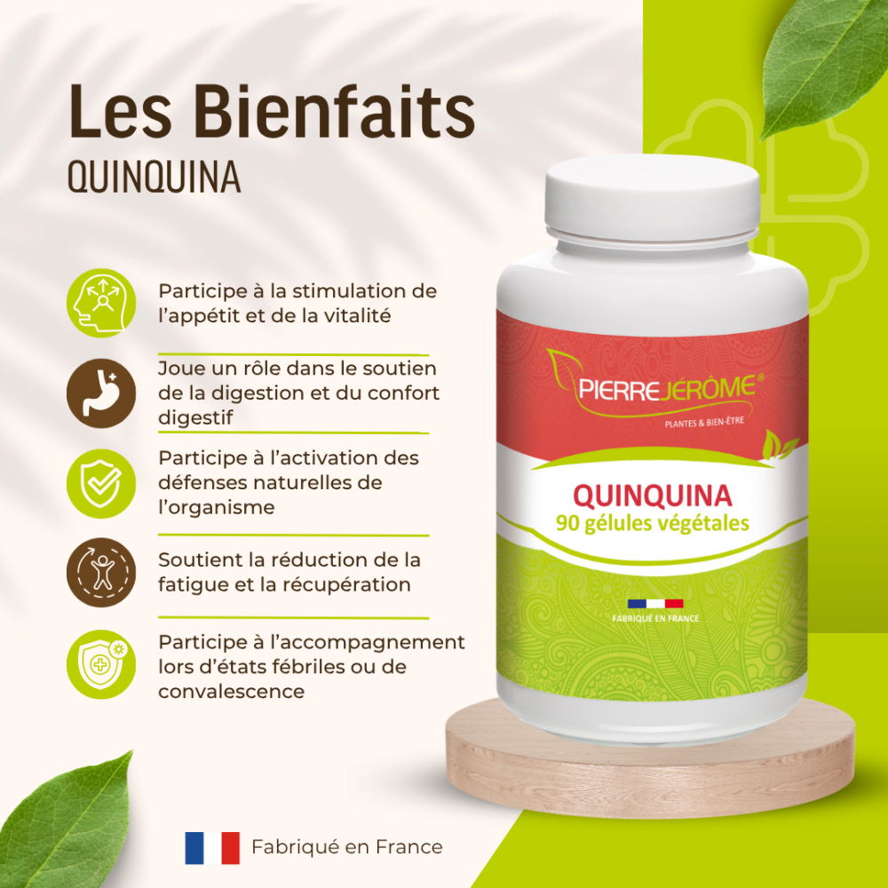 Le quinquina (Cinchona), et en particulier ses feuilles et son écorce, occupe une place légendaire dans l'histoire de la médecine mondiale. Originaire d'Amérique du Sud et acclimaté dans plusieurs régions tropicales d'Afrique, cet arbre est la source naturelle de la quinine, une molécule qui a révolutionné la lutte contre les fièvres tropicales. Si l'écorce est la plus connue, l'étude des bienfaits des feuilles de quinquina révèle des propriétés thérapeutiques tout aussi remarquables pour fortifier le corps.